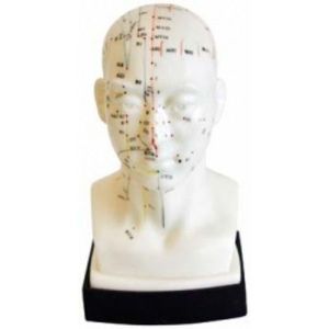 Akupunkturní model - hlava 21 cm obraz