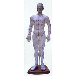 Akupunkturní model, muž 50 cm obraz