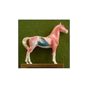 Akupunkturní model kůň, 24cm - akumodel obraz