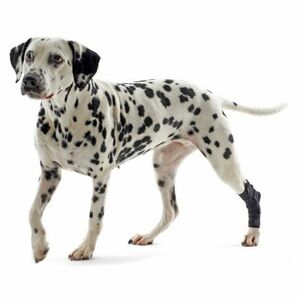 KRUUSE Rehab bandáž na hlezno pro psa 1 ks, Velikost: XS obraz