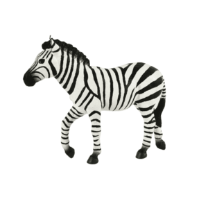 Zebra samec obraz