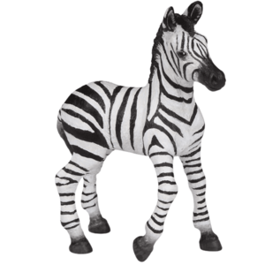 Zebra hříbě obraz