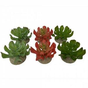 Ebi TERRA DELLA Dekorace do terária Echeveria 1 Mixfarby 8, 5x8x5, 8cm 1ks obraz