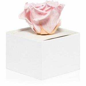 RoseAmor Pink stabilizovaná růže v krabičce 1 ks obraz