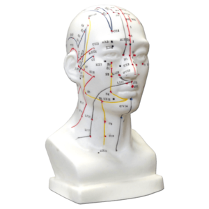 Hwato Akupunkturní model hlavy, 19 cm obraz